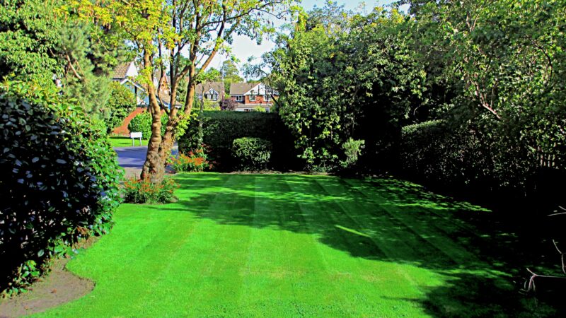 Nice and tidy green lawn in the sun with shaded tall trees lining the borders