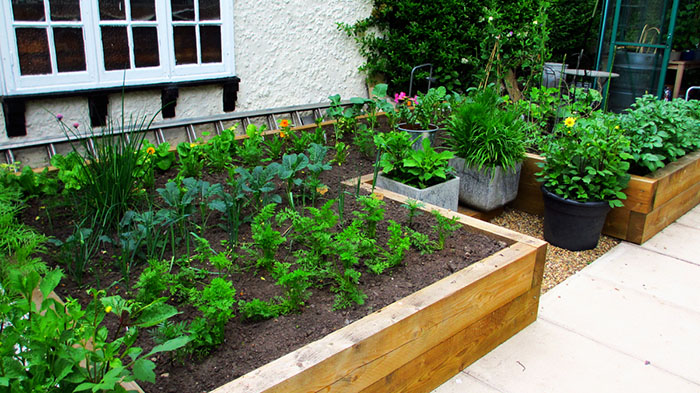 organically grown vegetables in raised sleeper beds 