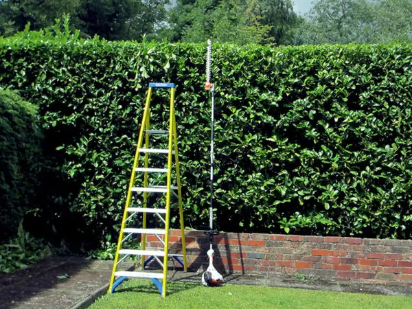 specialist hedge trimming and hedge cutting