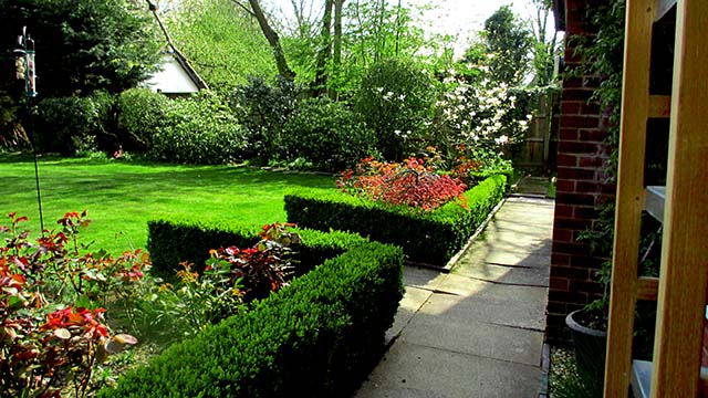 Expert box hedge cutting with loose natural style