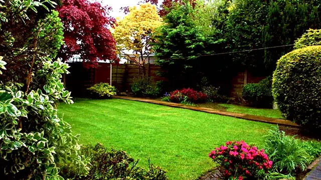 Wigan Tree Trimming pruning and shaping