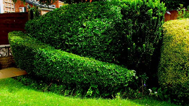 artistic hedge shaping and trimming in a natural style