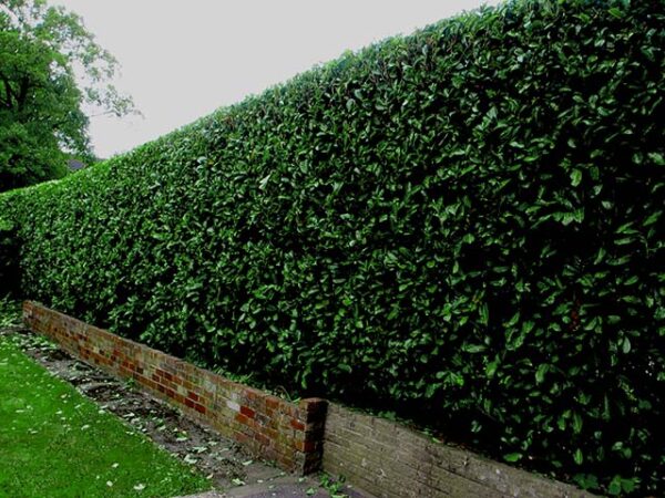Tall laurel hedge trimming