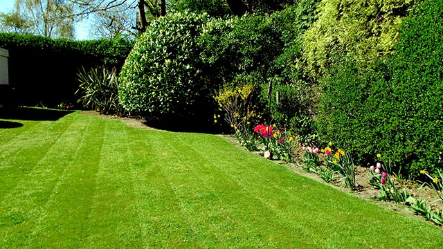 Spring Tall Mature Laurel Shrub Pruning