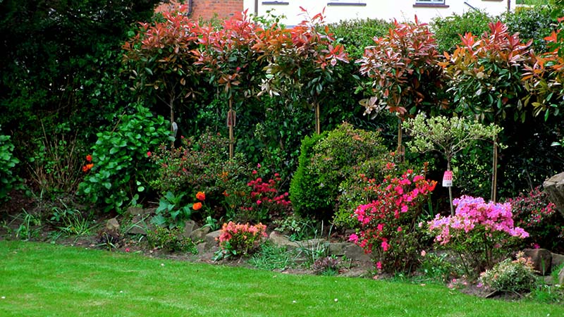 professional Pruning of plants shrubs and trees