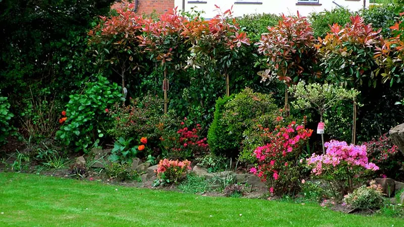 professional Pruning of plants shrubs and trees